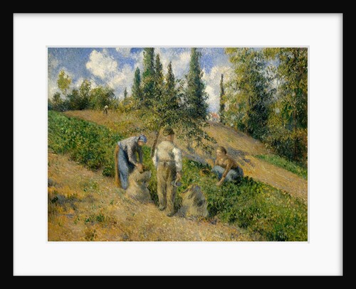 The Harvest, Pontoise, 1881 by Camille Pissarro