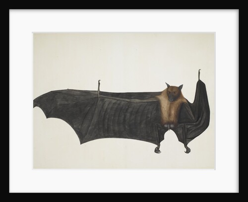 Great Indian Fruit Bat, ca. 1777-82 by Bhawani Das