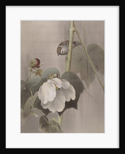 Cotton Rose Mallows in the Rain, ca. 1891-92 by Okada Baison