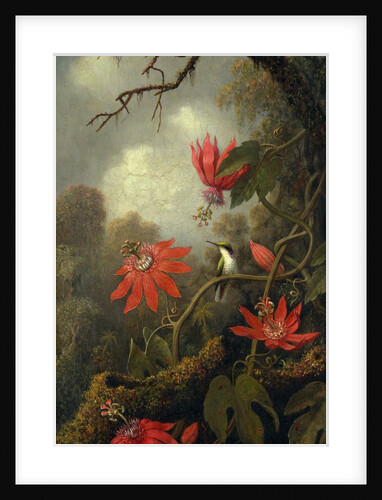 Hummingbird and Passionflowers, ca. 1875-85 by Martin Johnson Heade