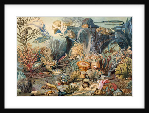 Ocean Life by James M. Sommerville