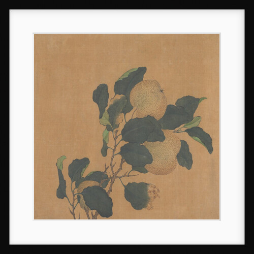 Branch of Tree with Fruit by Unknown