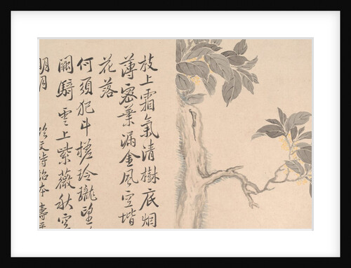 Cassia Tree by Unknown