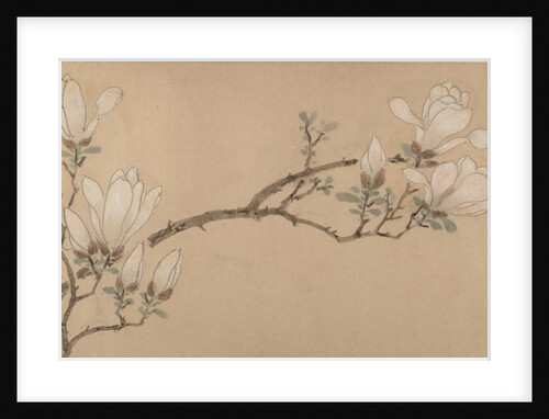 Magnolia, dated 1549 by Unknown