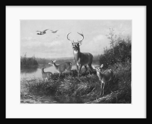 On the Qui Vive, Buck and Three Does, 1871 by Arthur Fitzwilliam Tait