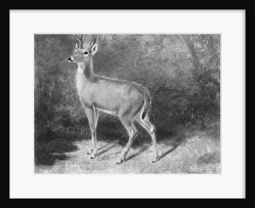 Deer?Sketch from Nature, ca. 1882 by Arthur Fitzwilliam Tait