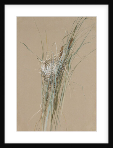 Bird's Nest in Cattails, ca. 1875 by Fidelia Bridges