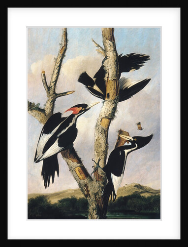 Ivory-billed Woodpeckers, ca. 1830-31 by Joseph Bartholomew Kidd