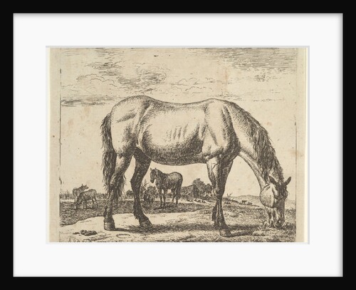 Grazing Horse, from Different Animals by Adriaen van de Velde