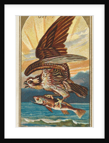 Osprey, from the Birds of America series for Allen & Ginter Cigarettes Brands, 1888 by Allen & Ginter