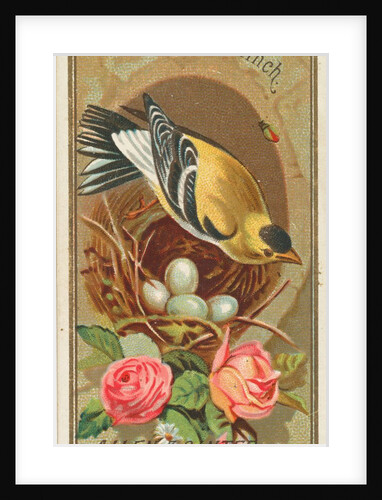 Goldfinch, from the Birds of America series for Allen & Ginter Cigarettes Brands, 1888 by Allen & Ginter