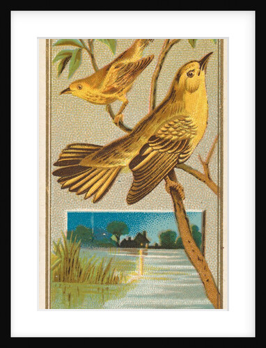 Wood Warbler, from the Birds of America series for Allen & Ginter Cigarettes Brands, 1888 by Allen & Ginter