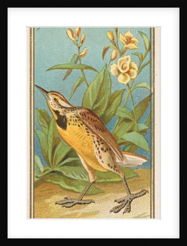 Meadow Lark, from the Birds of America series for Allen & Ginter Cigarettes Brands, 1888 by Allen & Ginter