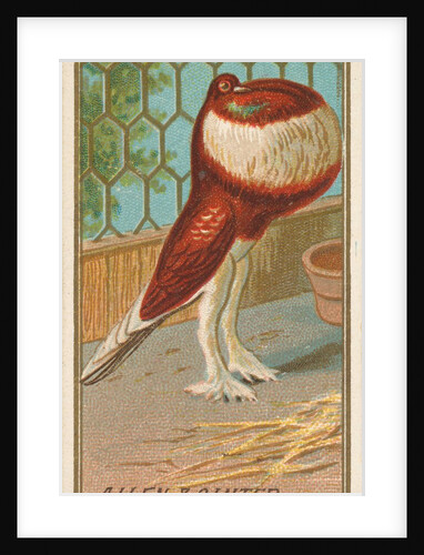 Pouter Pigeon, from the Birds of America series for Allen & Ginter Cigarettes Brands, 1888 by Allen & Ginter