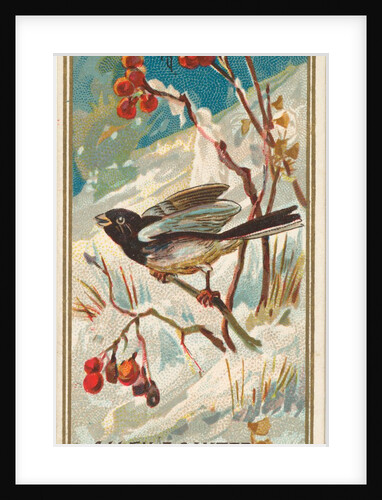 Snow Bird, from the Birds of America series for Allen & Ginter Cigarettes Brands, 1888 by Allen & Ginter