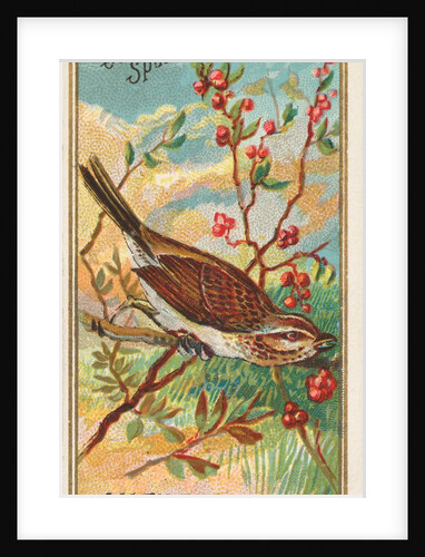 Song Sparrow, from the Birds of America series for Allen & Ginter Cigarettes Brands, 1888 by Allen & Ginter