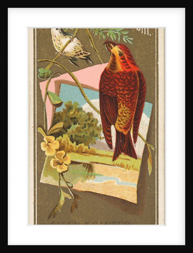 Crossbill, from the Birds of America series for Allen & Ginter Cigarettes Brands, 1888 by Allen & Ginter