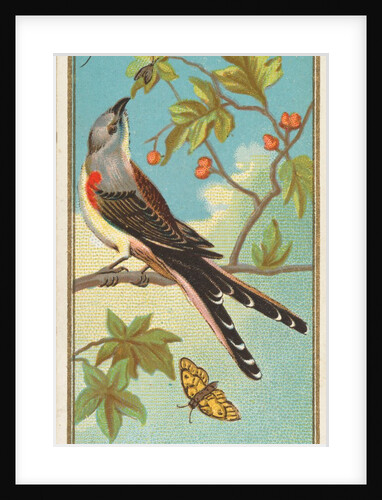 Swallow-tailed Flycatcher, from the Birds of America series for Allen & Ginter Cigare…, 1888 by Allen & Ginter