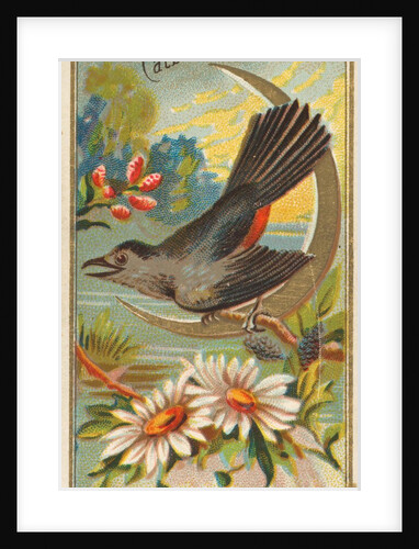 Catbird, from the Birds of America series for Allen & Ginter Cigarettes Brands, 1888 by Allen & Ginter