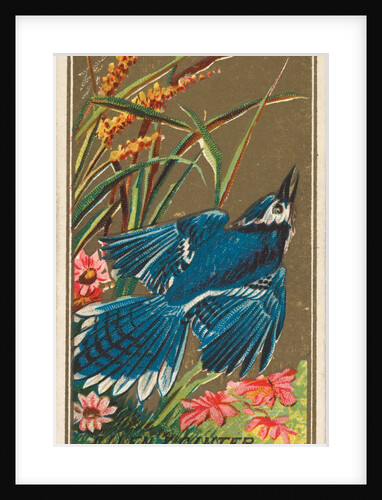 Blue Jay, from the Birds of America series for Allen & Ginter Cigarettes Brands, 1888 by Allen & Ginter