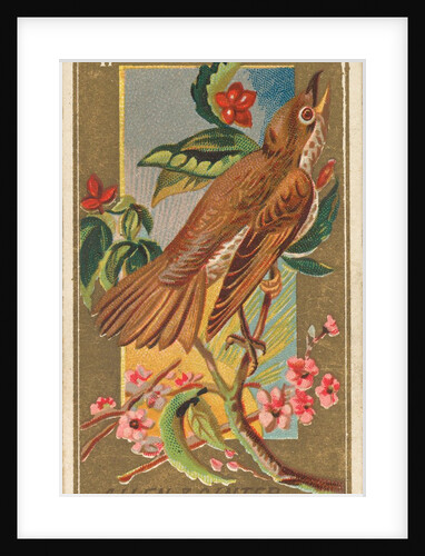 Wood Thrush, from the Birds of America series for Allen & Ginter Cigarettes Brands, 1888 by Allen & Ginter