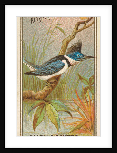 Kingfisher, from the Birds of America series for Allen & Ginter Cigarettes Brands, 1888 by Allen & Ginter