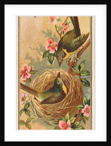 Yellow-breasted Chat, from the Birds of America series for Allen & Ginter Cigarettes …, 1888 by Allen & Ginter