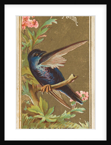 Martin, from the Birds of America series for Allen & Ginter Cigarettes Brands, 1888 by Allen & Ginter