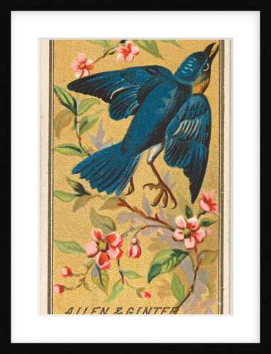 Blue Bird, from the Birds of America series for Allen & Ginter Cigarettes Brands, 1888 by Allen & Ginter