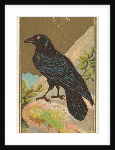 Raven, from the Birds of America series for Allen & Ginter Cigarettes Brands, 1888 by Allen & Ginter