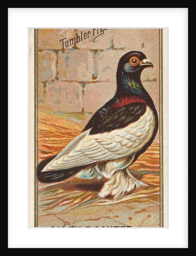 Tumbler Pigeon, from the Birds of America series for Allen & Ginter Cigarettes Brands, 1888 by Allen & Ginter