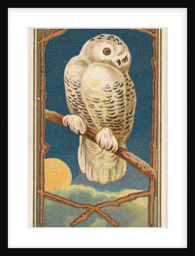 Snowy Owl, from the Birds of America series for Allen & Ginter Cigarettes Brands, 1888 by Allen & Ginter