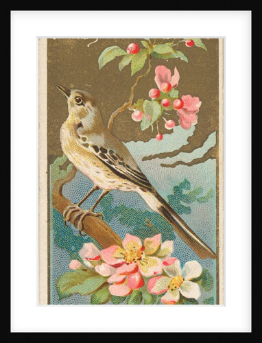 Mockingbird, from the Birds of America series for Allen & Ginter Cigarettes Brands, 1888 by Allen & Ginter