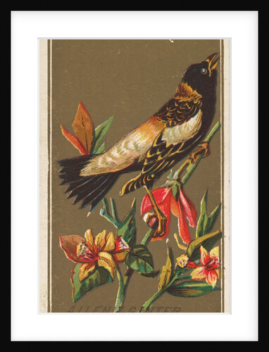 Bob-o-link, from the Birds of America series for Allen & Ginter Cigarettes Brands, 1888 by Allen & Ginter