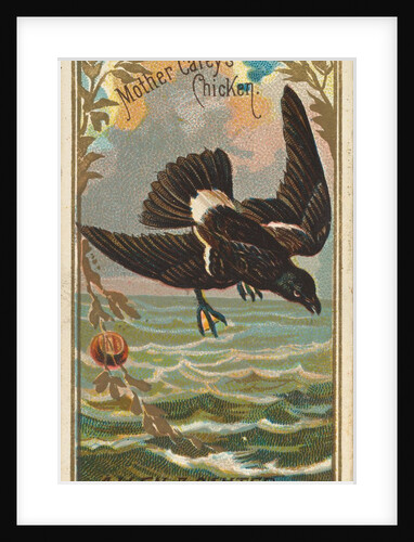 Mother Carey's Chicken, from the Birds of America series for Allen & Ginter Cigarette…, 1888 by Allen & Ginter