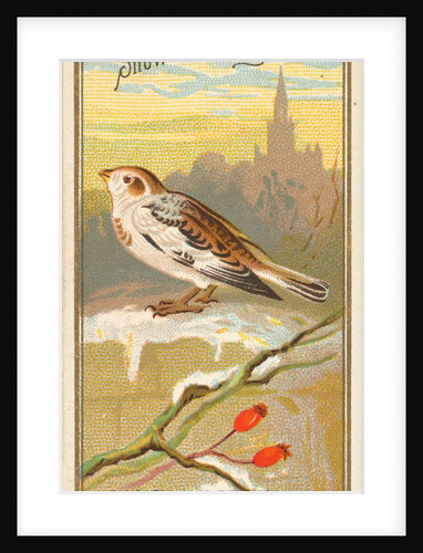 Snow Bunting, from the Birds of America series for Allen & Ginter Cigarettes Brands, 1888 by Allen & Ginter