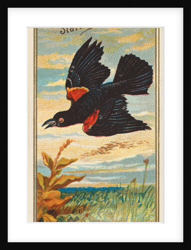 Starling, from the Birds of America series for Allen & Ginter Cigarettes Brands, 1888 by Allen & Ginter