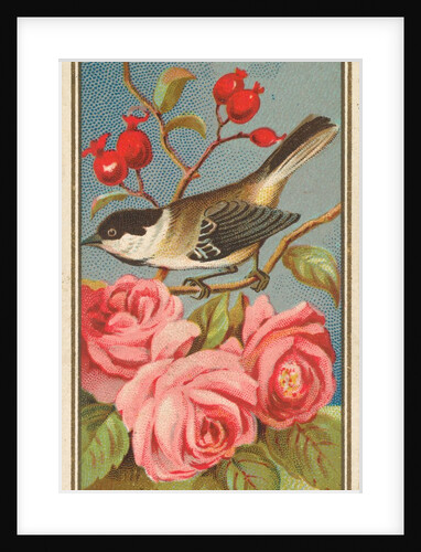 Chickadee, from the Birds of America series for Allen & Ginter Cigarettes Brands, 1888 by Allen & Ginter