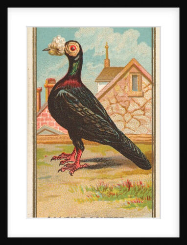 Carrier Pigeon, from the Birds of America series for Allen & Ginter Cigarettes Brands, 1888 by Allen & Ginter