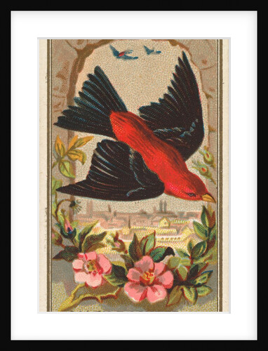 Scarlet Tanager, from the Birds of America series for Allen & Ginter Cigarettes Brands, 1888 by Allen & Ginter
