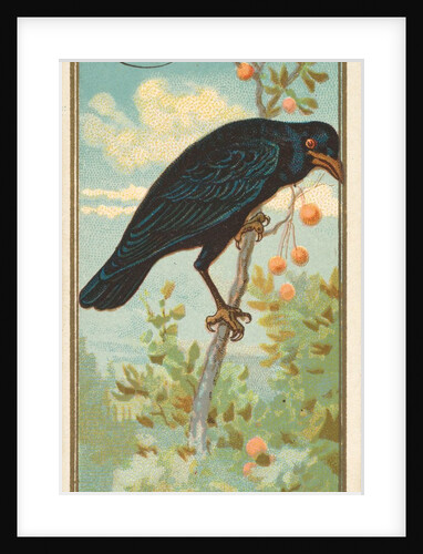 Crow, from the Birds of America series for Allen & Ginter Cigarettes Brands, 1888 by Allen & Ginter