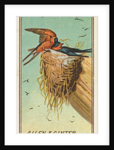 Barn Swallow, from the Birds of America series for Allen & Ginter Cigarettes Brands, 1888 by Allen & Ginter