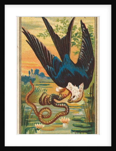 Swallow-tailed Hawk, from the Birds of America series for Allen & Ginter Cigarettes B…, 1888 by Allen & Ginter