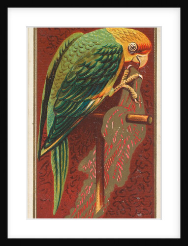 Carolina Parrot, from the Birds of America series for Allen & Ginter Cigarettes Brands, 1888 by Allen & Ginter