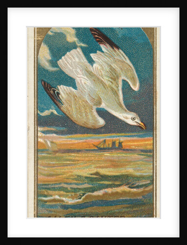 Seagull, from the Birds of America series for Allen & Ginter Cigarettes Brands, 1888 by Allen & Ginter