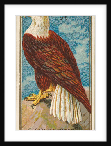 Eagle, from the Birds of America series for Allen & Ginter Cigarettes Brands, 1888 by Allen & Ginter