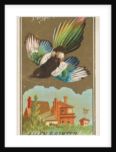 Magpie, from the Birds of America series for Allen & Ginter Cigarettes Brands, 1888 by Allen & Ginter