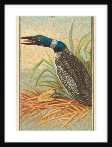 Great Northern Diver, from the Birds of America series for Allen & Ginter Ciga…, 1888 by Allen & Ginter