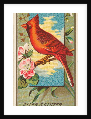 Cardinal Grosbeak, from the Birds of America series for Allen & Ginter Cigarettes Bra…, 1888 by Allen & Ginter
