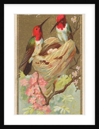 Hummingbird, from the Birds of America series for Allen & Ginter Cigarettes Brands, 1888 by Allen & Ginter